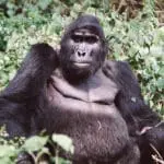 Encuentros excepcionales con gorilas | Bwindi Volcanoes Lodge