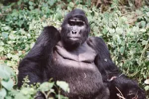 Encuentros excepcionales con gorilas | Bwindi Volcanoes Lodge