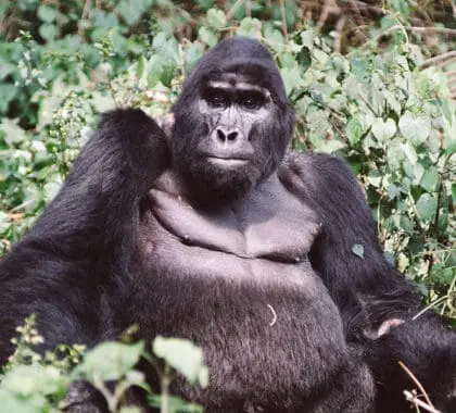 Exceptional gorilla encounters at Bwindi Volcanoes Lodge. 