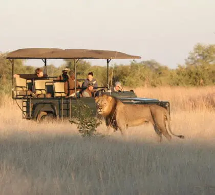 Incredible wildlife sightings at Camp Hwange.