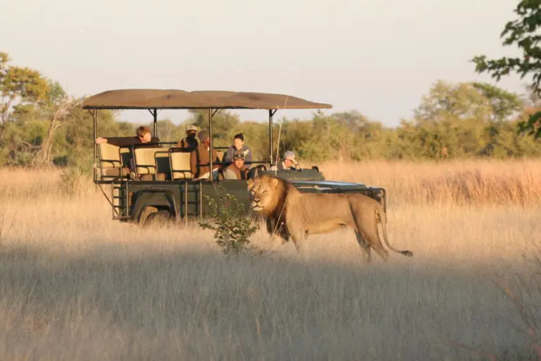 Incredible wildlife sightings at Camp Hwange.