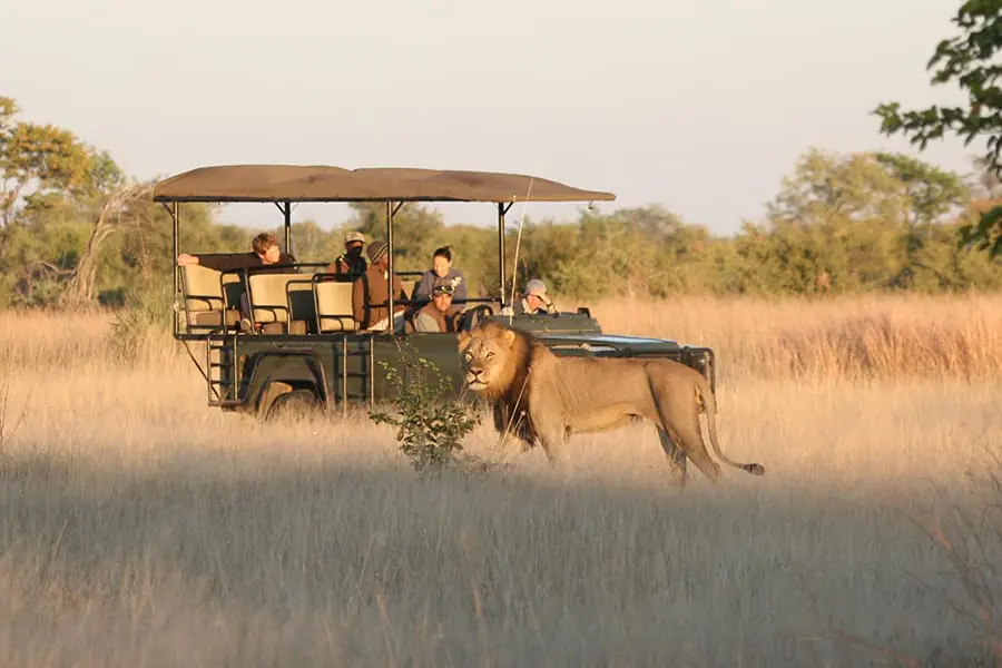 A lion pictured in front of a game vehicle from Camp Hwange | Go2Africa