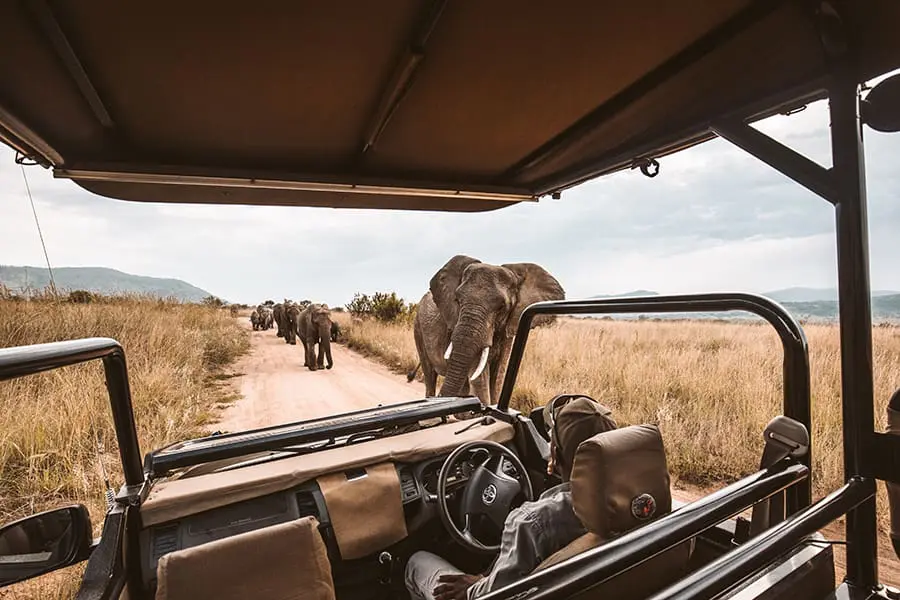 Elephants pass a safari vehicle on a game drive in Africa.