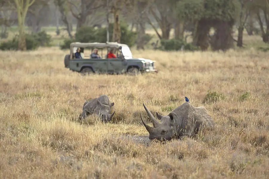 elewana-kifaru-house-activities-wildlife