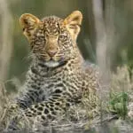 An abundance of big cats in the Masai Mara - particularly leopard in the river greenery 