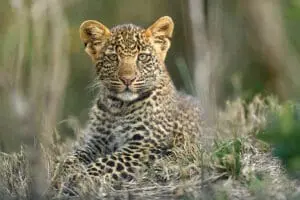 An abundance of big cats in the Masai Mara - particularly leopard in the river greenery 