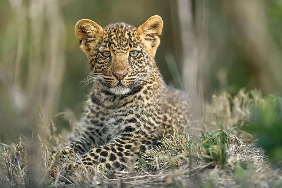 An abundance of big cats in the Masai Mara - particularly leopard in the river greenery 