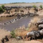 Front row seats to river crossings during the Great Migration