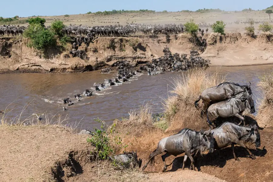 Countless wildebeest and some zebra cross a river during the annual Great Migration | Go2Africa