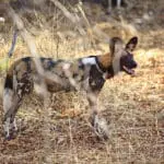 Encuentro con un perro salvaje en peligro de extinción. 