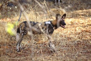 Encuentro con un perro salvaje en peligro de extinción. 