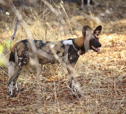 Encuentro con un perro salvaje en peligro de extinción. 