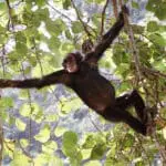 Chimpancés bulliciosos jugando en el bosque | Kyambura Gorge Lodge. 
