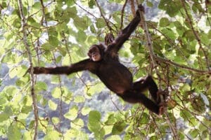 Chimpancés bulliciosos jugando en el bosque | Kyambura Gorge Lodge. 