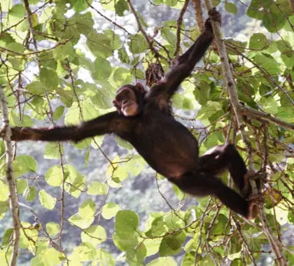 Chimpancés bulliciosos jugando en el bosque | Kyambura Gorge Lodge. 