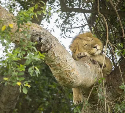 Tree-climbing lions at Kyambura Lodge. 