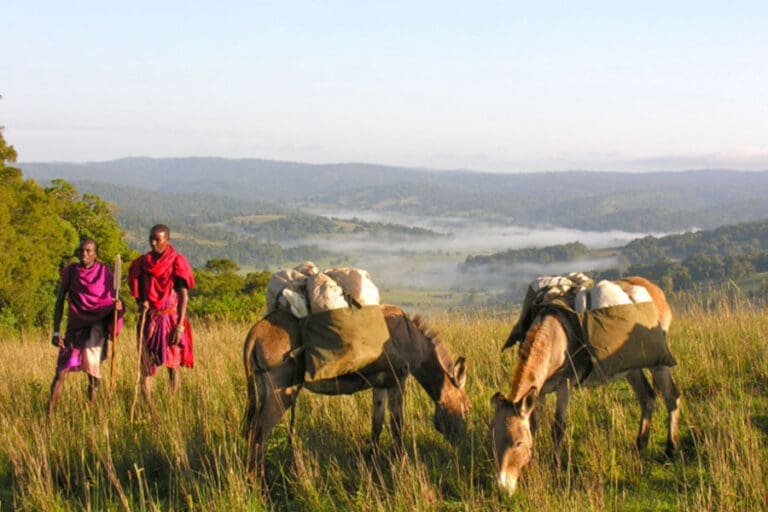 maasai-trails-camp-donkeys-11