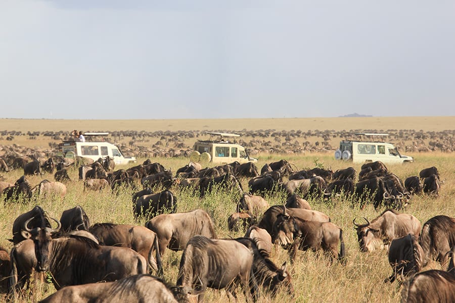Safari vehicles stop to watch wildebeest graze in Serengeti National Park, Tanzania