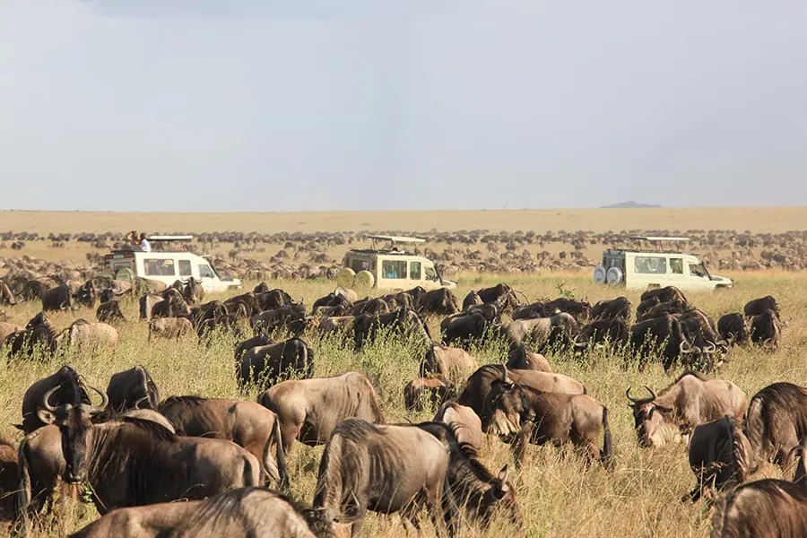 Vehículos de safari se detienen para ver pastar a los ñus en el Parque Nacional del Serengeti, Tanzania