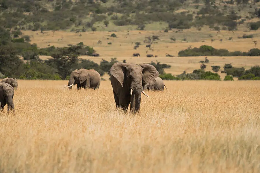 Capture lo mejor de la vida salvaje de Kenia, sin interrupciones | Naboisho Camp