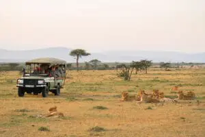 naboisho-camp-morning-game-drive
