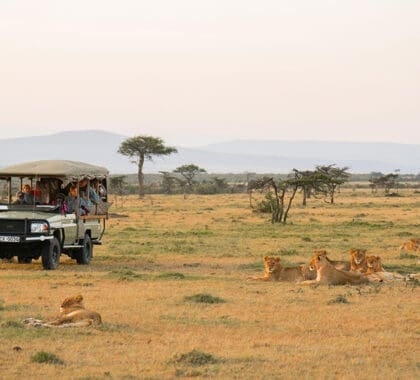 naboisho-camp-morning-game-drive
