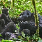 La familia de gorilas Nkuringo en el Bosque Impenetrable de Bwindi