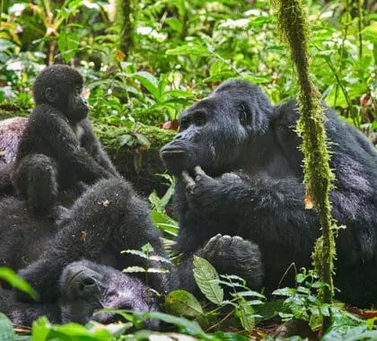 La familia de gorilas Nkuringo en el Bosque Impenetrable de Bwindi