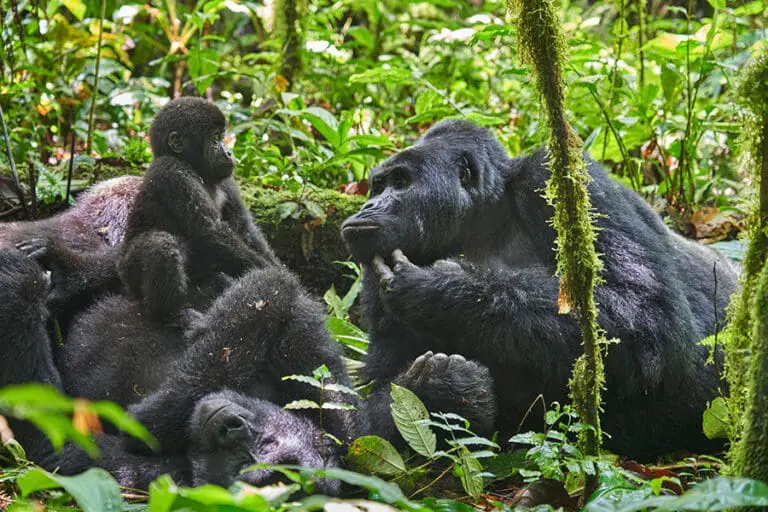 The Nkuringo gorilla family in Bwindi Impenetrable  Forest