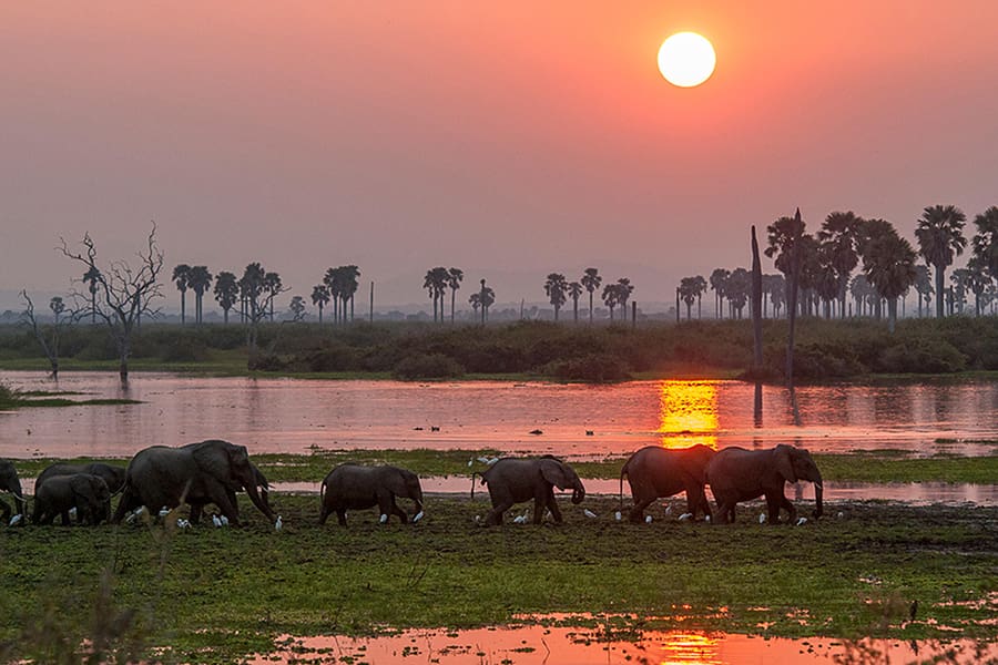 Elephants walking as the sun sets in Nyerere National Park, Tanzania.
