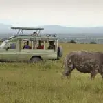 Avistamiento de rinocerontes en Ol Pejeta