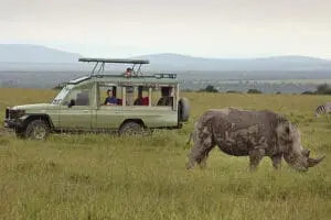 Avistamiento de rinocerontes en Ol Pejeta