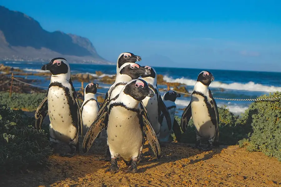 Group of penguins walking up the beach in Cape Town, South Africa.