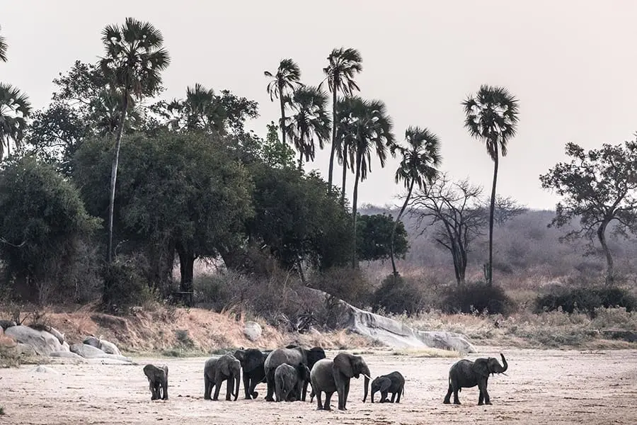 Crías de elefante en el Parque Nacional de Ruaha, Tanzania.