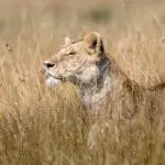 Excellent wildlife sightings at Sayari Camp. 