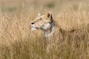 Excellent wildlife sightings at Sayari Camp. 