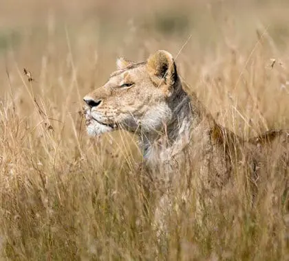 Excellent wildlife sightings at Sayari Camp. 