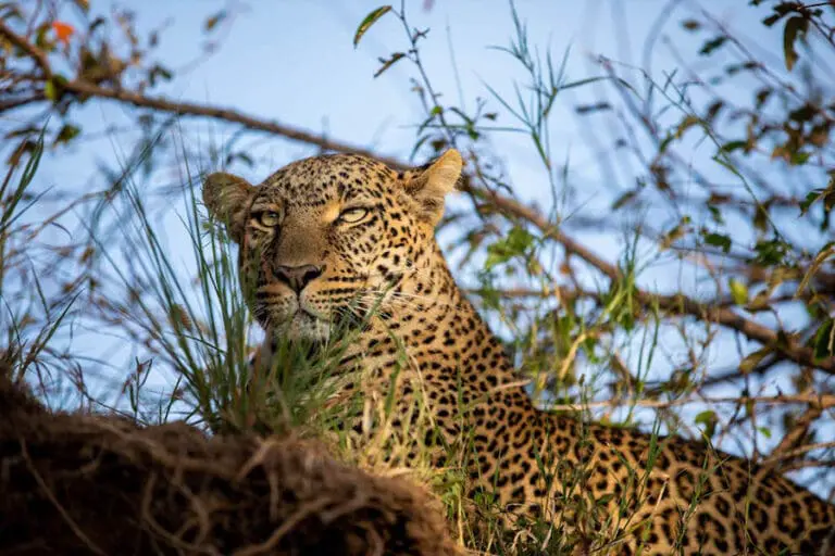 spekes-camp-kellieryan_spekes_camp_masai-mara-021-min1