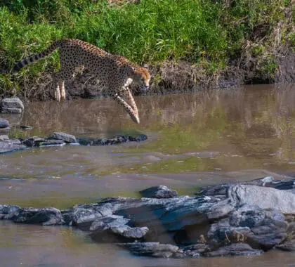 Avistamientos de grandes felinos.