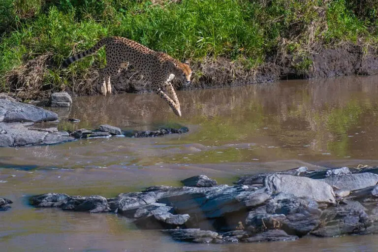 Avistamientos de grandes felinos.