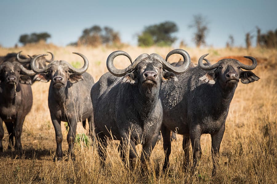 Group of buffalo gather together on the plains of Tarangire National Park in Tanzania.
