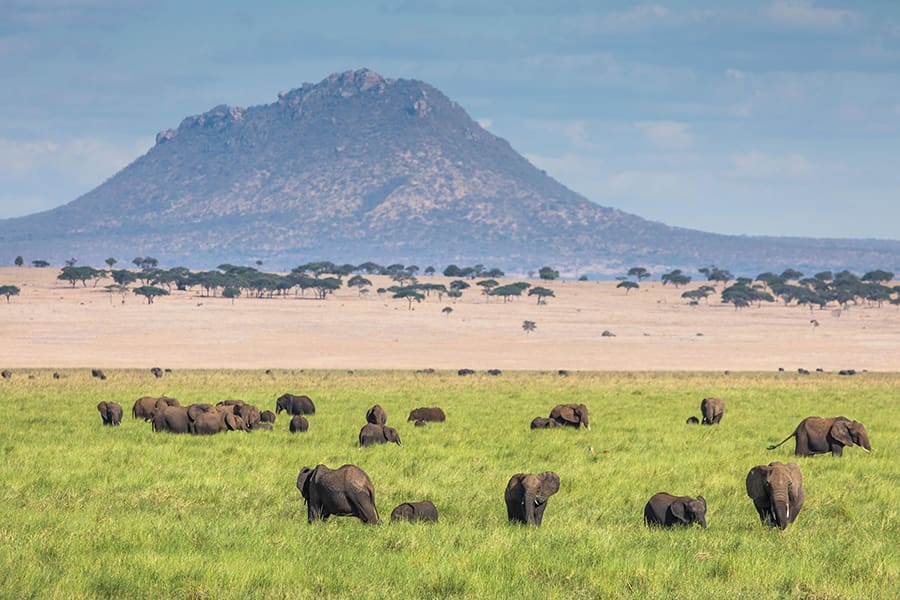 Wildlife graze on grass with a mountain in the distance in Tarangire National Park, Tanzania.