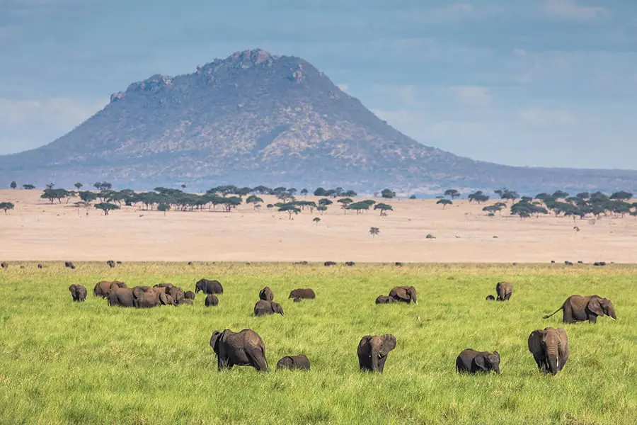 Fauna pastando en la hierba con una montaña a lo lejos en el Parque Nacional de Tarangire, Tanzania.