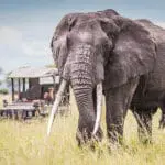 Spectacular safari sightings. 