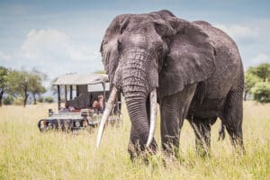 Spectacular safari sightings. 