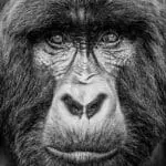 Mighty beasts in the forests of Rwanda. 