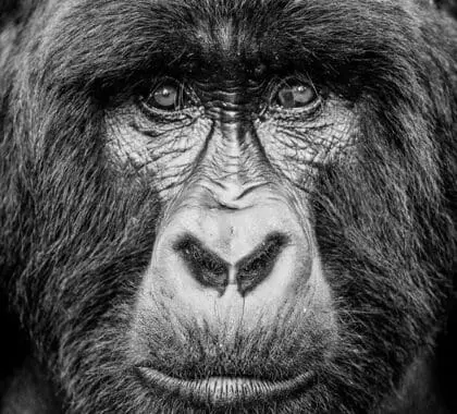 Poderosas bestias en los bosques de Ruanda. 