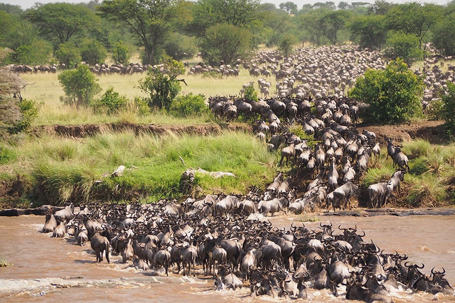 Wildebeest cross the river during the Great Migration in the Serengeti National Park, Tanzania.