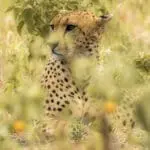 Spot the cheetah. 