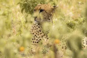 Spot the cheetah. 